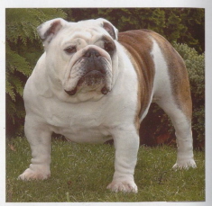 English bulldog puppies